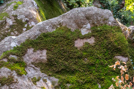 Big Stone cliff overgrown with green moss. The texture of stone rocksの写真素材
