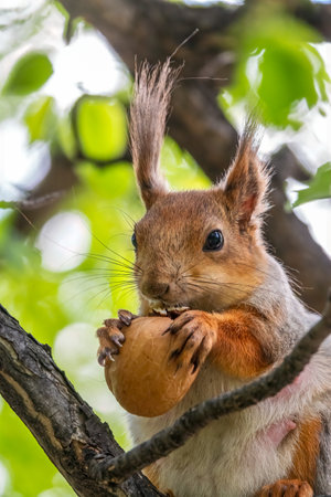 The squirrel with nut sits on a branches in the spring or summer. Portrait of the squirrel close-up. Eurasian red squirrel, Sciurus vulgarisの写真素材