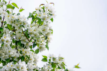 White blossoming apple trees. White apple tree flowers. Spring season, spring colorsの写真素材