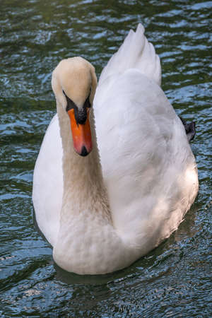 A graceful white swan swimming on a lake with dark green water. The white swan is reflected in the water. The mute swan, Cygnus olorの写真素材