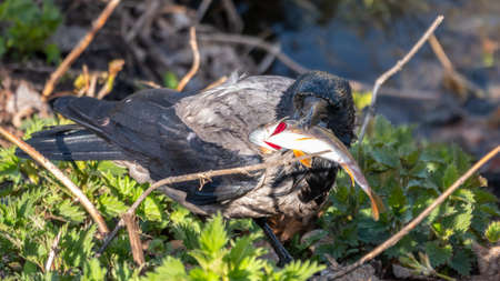 The hooded crow has caught a fish in the river and is holding it in its beak. The hooded crow, Corvus cornixの写真素材