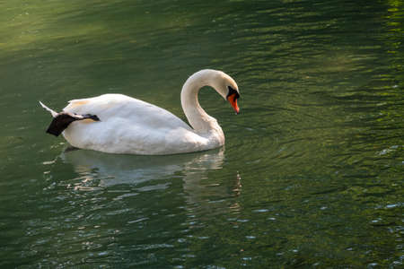 A graceful white swan swimming on a lake with dark green water. The white swan is reflected in the water. The mute swan, Cygnus olorの写真素材