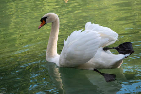 A graceful white swan swimming on a lake with dark green water. The white swan is reflected in the water. The mute swan, Cygnus olorの写真素材