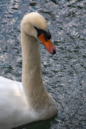 Portrait of a graceful white swan with long neck on green water background. The mute swan, Cygnus...