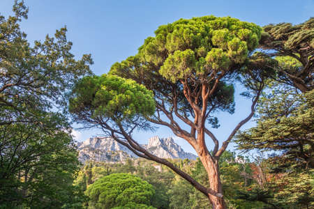 Green old cedar tree with long needles on a background of mountains in cloudy day. Cedrus libani, the cedar of Lebanon or Lebanese cedarの写真素材