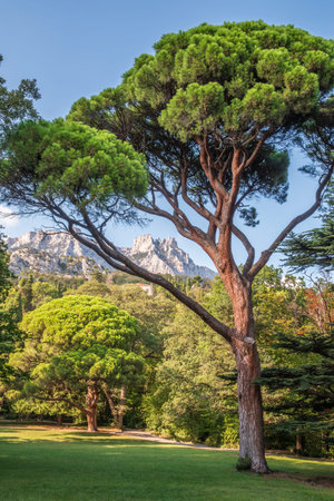 Green old cedar tree with long needles on a background of mountains in cloudy day. Cedrus libani,...
