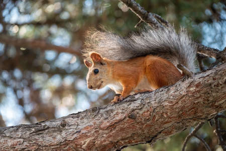 The squirrel sits on a pine branches in the summer orautumn. Eurasian red squirrel, Sciurus vulgaris.の写真素材