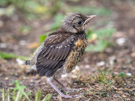 A fieldfare chick, Turdus pilaris, has left the nest and sitting on the spring lawn. A fieldfare...