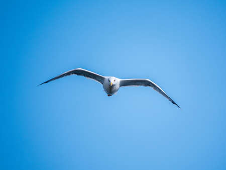 Sea gull flies in the clear blue sky. The European herring gull, Larus argentatus, flying in the clear blue sky.の写真素材