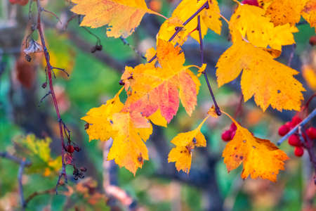 Autumn hawthorn branch with red berries and yellow green leaves on a blury background. Autumn leaf color background.の写真素材