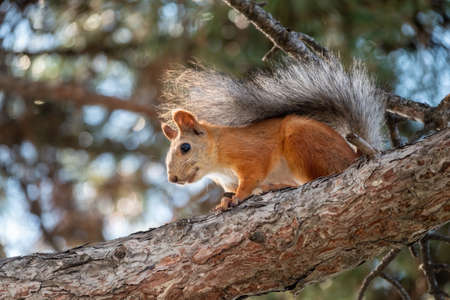 The squirrel sits on a pine branches in the summer or autumn. Eurasian red squirrel, Sciurus vulgaris.の写真素材