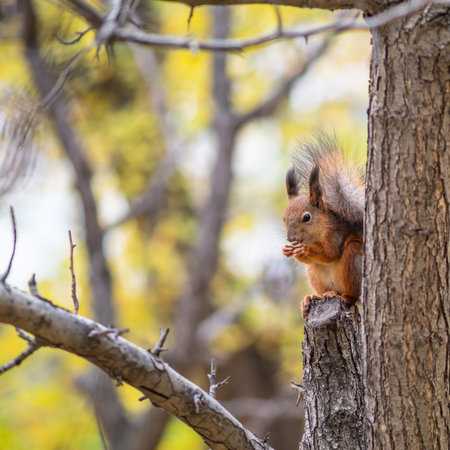 Autumn squirrel with nut sits on a branch. Wild animal. Autumn forest.