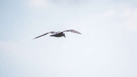 Sea gull flies in the clear blue sky. The European herring gull, Larus argentatus, flying in the clear blue sky.の写真素材