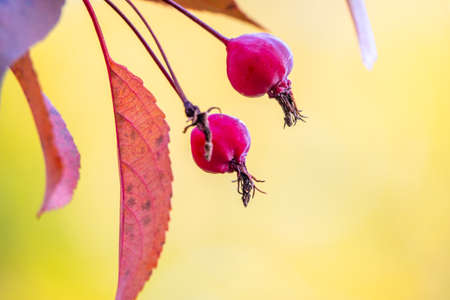 Apple tree branches with red apples and yellow leaves in autumn. Bright yellow and orange autumn leaves of Apple tree.の写真素材