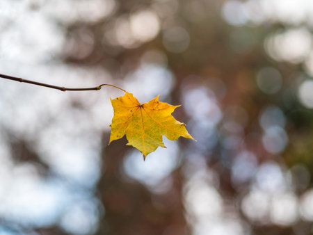 Maple branches with yellow leaves in autumn, in the light of sunset. Dry autumnal leaves background,...