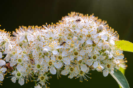 White cherry flowers. The branches of a blossoming tree. Cherry tree with white flowers. Blurred background.の写真素材