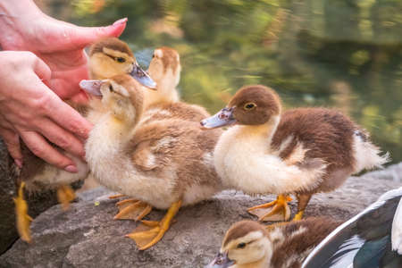 A woman is holding a yellow little duckling in the palm of a hand on a green background. Cute little ducklings standing in a lake coast. Agriculture, Farming. Happy duck. Cute and humorの写真素材