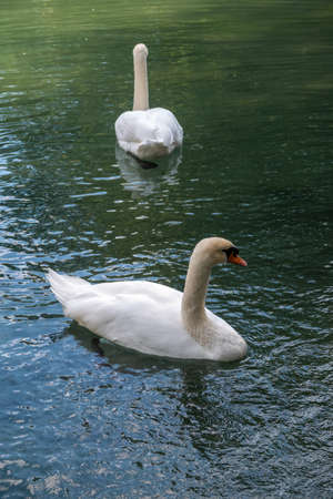 Two graceful white swans swim in the dark water. The mute swan, Cygnus olorの写真素材