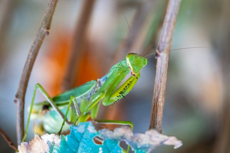 Praying mantis close-up macro sitting on a leaf looking at the camera, showing spiked arms, eyes and...