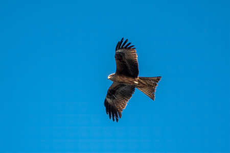The bird of prey Black Kite flying in blue Sky. The black kite, Milvus migrans, is a medium-sized bird of prey.の写真素材