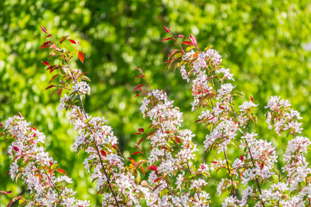 White blossoming apple trees. White apple tree flowers. Spring season, spring colorsの写真素材