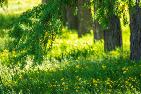 Young branches of larch. Closeup of green larch young needles. Larix sibirica, the Siberian larch or...