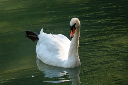 A graceful white swan swimming on a lake with dark green water. The white swan is reflected in the water. The mute swan, Cygnus olorの写真素材
