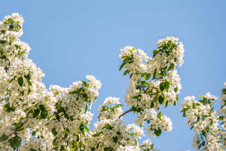 Apple tree branches with white flowers on a background of blue clear sky. A fluffy branches of blooming apple tree on a sunny spring day on blue sky background, Spring background with copy spaceの写真素材
