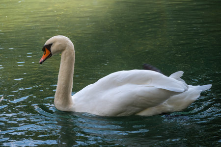 A graceful white swan swimming on a lake with dark green water. The white swan is reflected in the water. The mute swan, Cygnus olorの写真素材