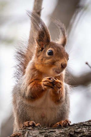 The squirrel with nut sits on a branches in the spring or summer. Eurasian red squirrel, Sciurus vulgarisの写真素材
