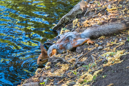 The squirrel drinks water from pond in the spring or summer. Squirrel with shedding wool. Eurasian red squirrel, Sciurus vulgarisの写真素材