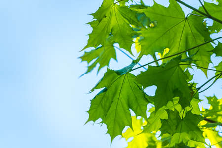 Spring branches of maple tree with fresh green leaves on a background of blue sky. Spring leaves and blue sky as background. Spring background with copy spaceの写真素材