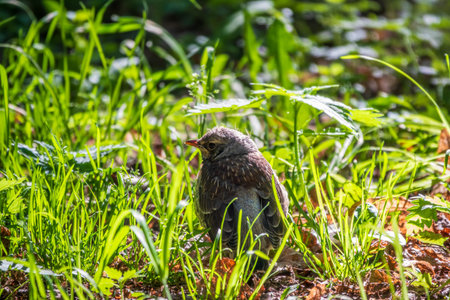A fieldfare chick, Turdus pilaris, has left the nest and sitting on the spring lawn. A fieldfare chick sits on the ground and waits for food from its parents. Wildlife scene from spring forest.の写真素材