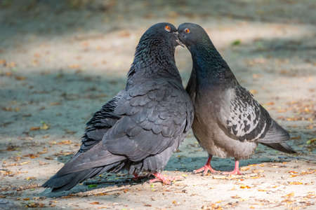Mating games of a pair of pigeons. Pigeons in love gameの写真素材