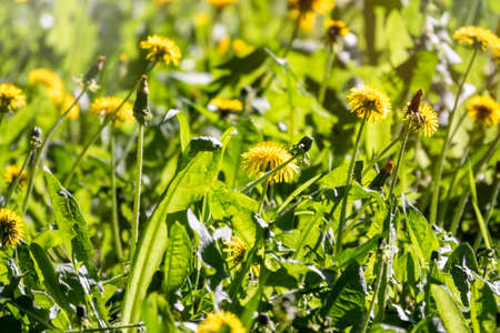 Field of yellow dandelions. Summer field of dandelions. Taraxacum officinale, the common dandelionの写真素材