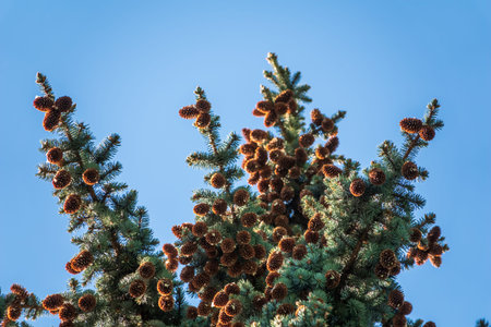 Green spruce branches with needles and cones against a blue sky in winter. Many cones on spruce. Fir...