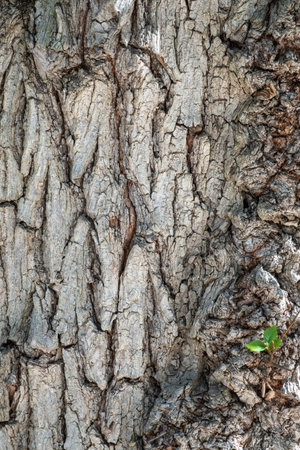 Texture of the relief bark of an old tree. Natural old tree bark background