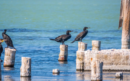 A flock of cormorants sits on a old sea pier. The great cormorant, Phalacrocorax carbo, known as the great black cormorant, or the black shag.の写真素材