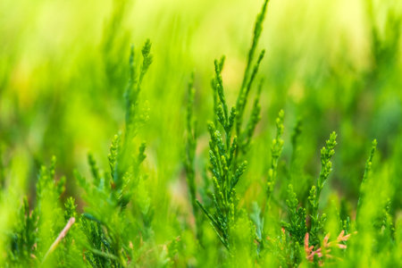 Green branches and young leaves of a thuja tree. Background image.の写真素材