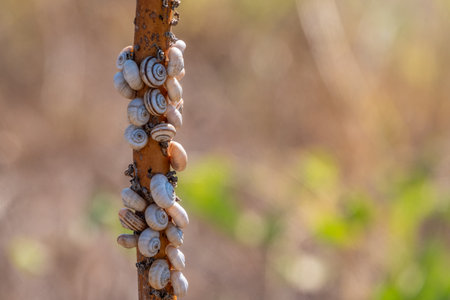 So many snails sitting on the bushの写真素材