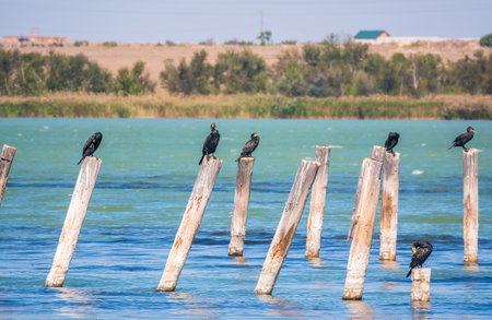 A flock of cormorants sits on a old sea pier. The great cormorant, Phalacrocorax carbo, known as the great black cormorant, or the black shag.の写真素材