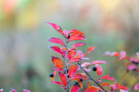 Branches with orange, red and yellow leaves in the autumn park. Nature backgroundの写真素材