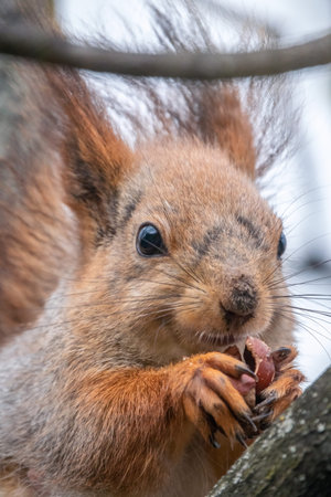 The squirrel with nut sits on a branches in the spring or summer. Portrait of the squirrel close-up....