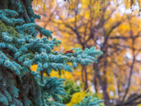 Background of green spruce branches in sunset light. Fresh fir branchの写真素材