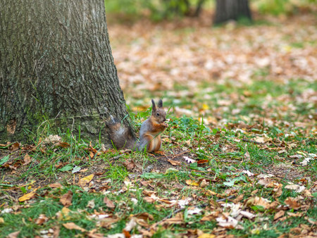 Squirrel in autumn on green grass with fallen yellow leaves