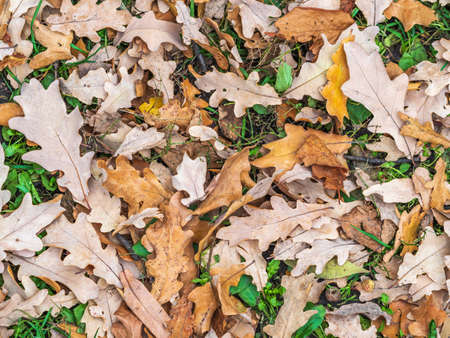 Orange, brown and yellow fallen oak leaves on green grass. Autumn horizontal background with dried leaves in the sunlight.の写真素材