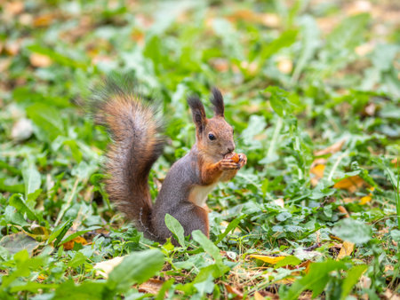 Squirrel in autumn on green grass with fallen yellow leaves