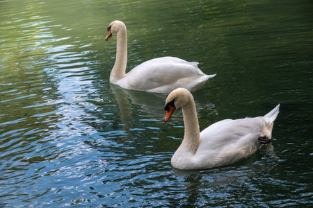 Two graceful white swans swim in the dark water. The mute swan, Cygnus olor