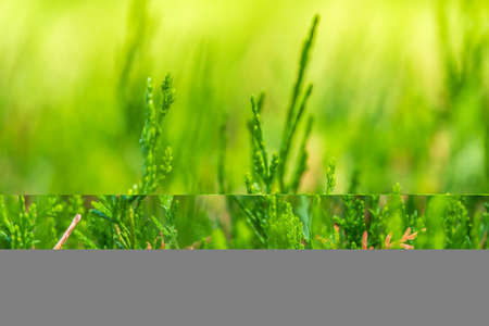 Green branches and young leaves of a thuja tree. Background image.の写真素材