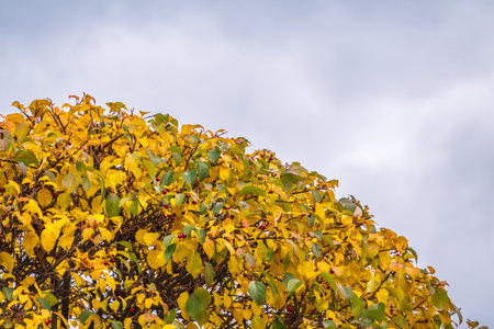 Apple tree branches with yellow leaves in autumn against a blue sky. Bright yellow and orange autumn...